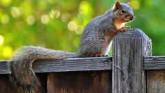 Animals Green fences squirrels