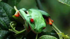 Animals Green Frogs amphibians Red-Eyed Tree Frog