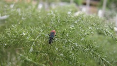 Animals Green Plants Bug iran Amin Peyrovi