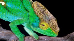 Animals Green Reptiles