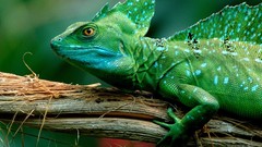 Animals Green Reptiles lizards