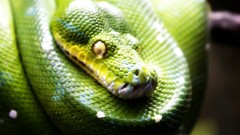 Animals Green snakes