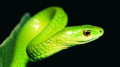 Animals Green snakes Reptiles