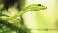 Animals Green snakes Reptiles