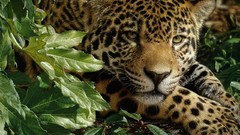 Animals Green Tigers