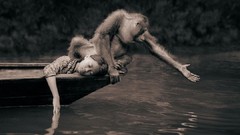 Animals Gregory Colbert Ashes and Snow