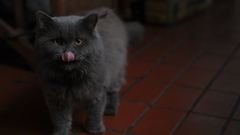 Animals grey tongue cats