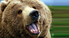 Animals Grizzly Bears Bear