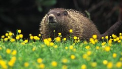 Animals ground hog