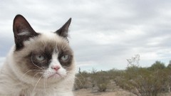 Animals grumpy cat