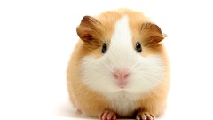 Animals guinea pigs