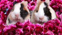 Animals guinea pigs