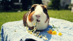 Animals guinea pigs