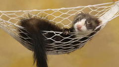 Animals hammock ferret