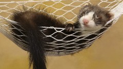 Animals hammock ferret