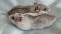 Animals hamsters