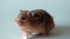 Animals hamsters