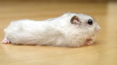 Animals hamsters