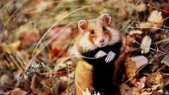 Animals hamsters