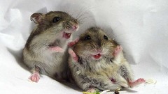 Animals hamsters
