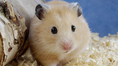 Animals hamsters animal