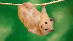 Animals hamsters depth of