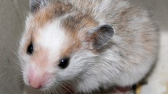 Animals hamsters newspapers