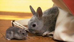 Animals hamsters rabbits