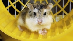 Animals hamsters wheels