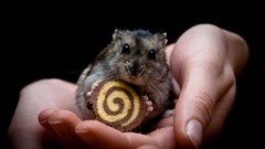 Animals hands black background hamsters