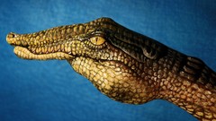 Animals hands Crocodiles funny
