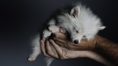 Animals hands Dogs Puppies