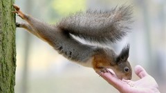 Animals hands eating squirrels