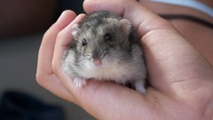 Animals hands hamsters mice