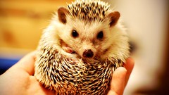 Animals hands hedgehogs