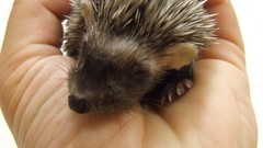 Animals hands hedgehogs palm