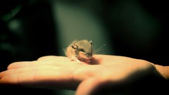 Animals hands mice
