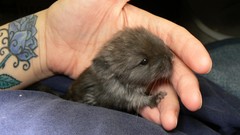 Animals hands tattoos guinea pigs