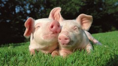 Animals happiness pigs