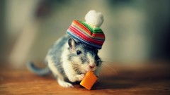 Animals hats mice