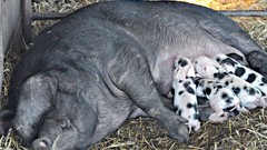Animals hay pigs piglets baby animals