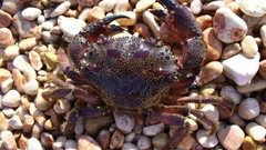 Animals HDR Photography