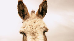 Animals head donkey