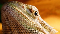 Animals head lizards wildlife