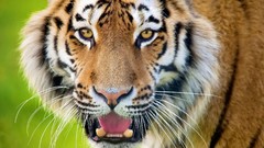Animals head Wild Tigers