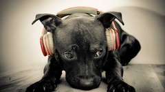 Animals headphones Dogs beats by dr dre