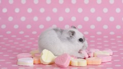 Animals Hearts Candies hamsters