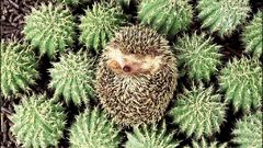 Animals hedgehog Green cactus