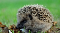 Animals hedgehogs