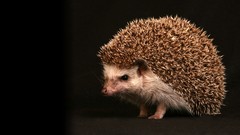 Animals hedgehogs